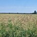 Ciorogarla, Ilfov Teren de vanzare  23.298 mp  Acces rapid A1 si A0