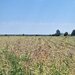 Ciorogarla, Ilfov Teren de vanzare  23.298 mp  Acces rapid A1 si A0