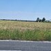 Ciorogarla, Ilfov Teren de vanzare  23.298 mp  Acces rapid A1 si A0