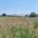 Ciorogarla, Ilfov Teren de vanzare  23.298 mp  Acces rapid A1 si A0